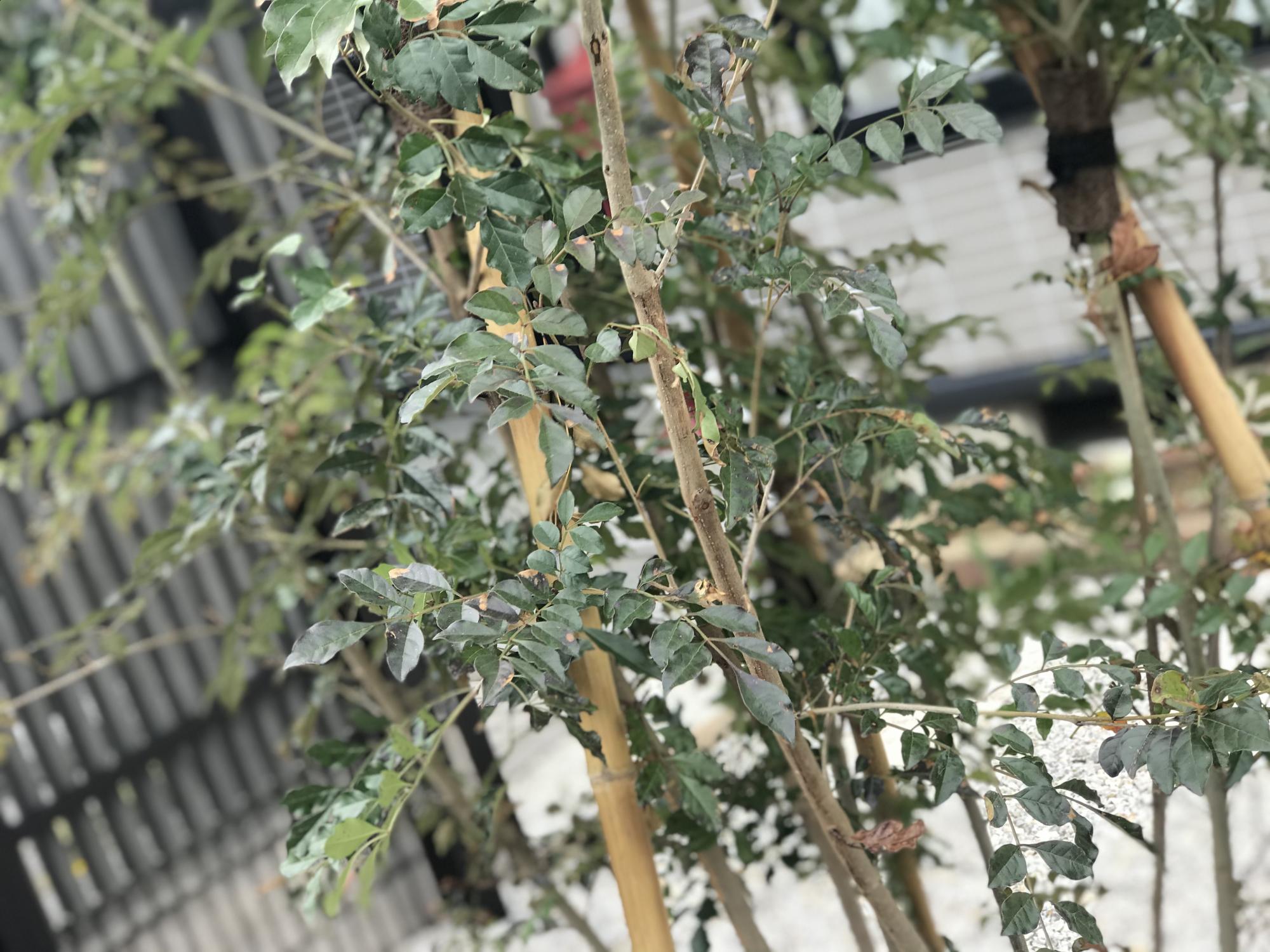 シンボルツリーにオススメの庭木 テイスト別にご紹介 ブログ グリーングローブ L 富山市の庭づくりとエクステリア