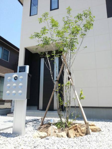 手入れのいらない庭木とは シンボルツリーにおすすめの人気種６選 ブログ グリーングローブ L 富山県の外構 庭づくりとエクステリア