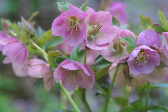 初めての花壇づくり 初心者にオススメの花ってなんだろう ブログ グリーングローブ L 富山県の庭づくりとエクステリア