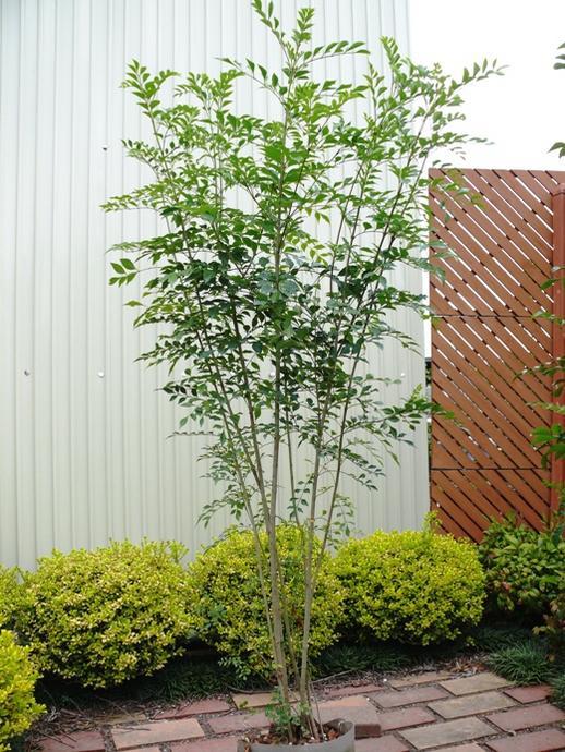手入れのいらない庭木とは シンボルツリーにおすすめの人気種６選 ブログ グリーングローブ L 富山市の庭づくりとエクステリア